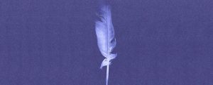 a white feather and purple background