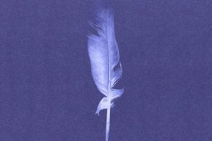 a white feather and purple background