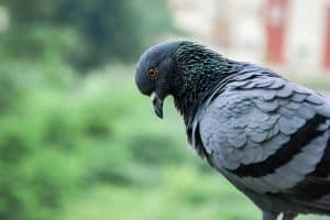 photo of a pigeon