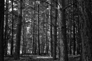 black and white image of a forest