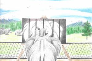 An elephant behind a fence, separated from a herd of elephants in a natural scene, paints an image of itself behind bars with its trunk