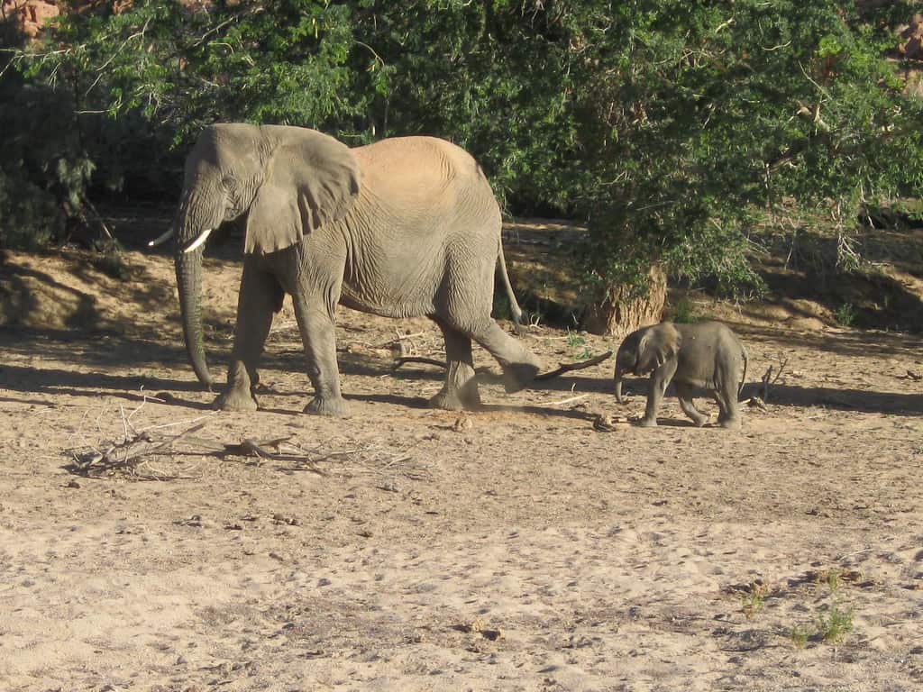 An adult elephant walks in dry, sandy terrain near Heim, with a baby elephant following closely behind, both surrounded by trees and sunlight.