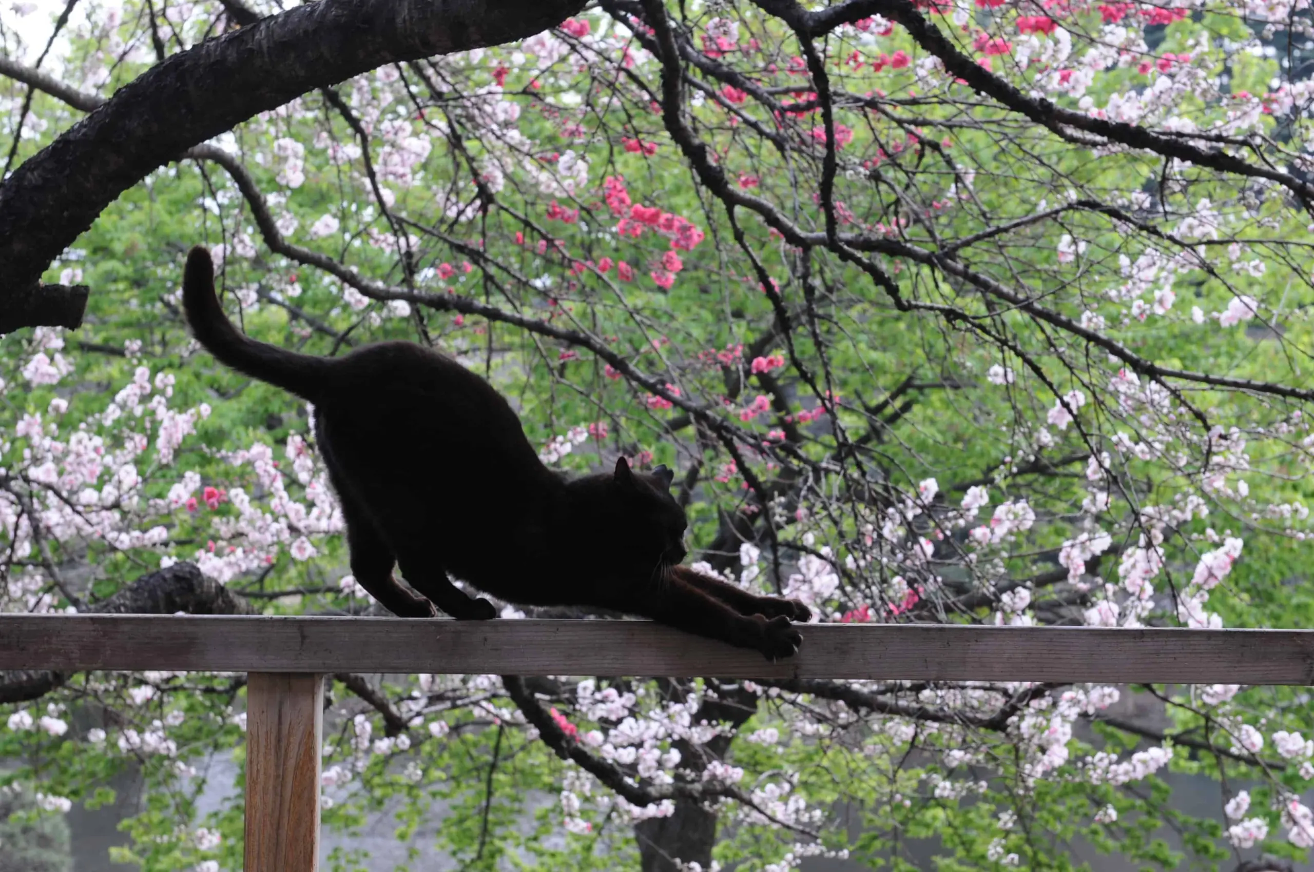 A black cat stretches on a wooden railing beneath blooming cherry blossom trees with pink and white flowers. The background is lush and green.