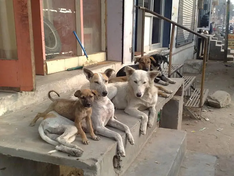 A group of stray dogs lounges together on the steps outside a row of shops in an urban area, resting and observing their surroundings.