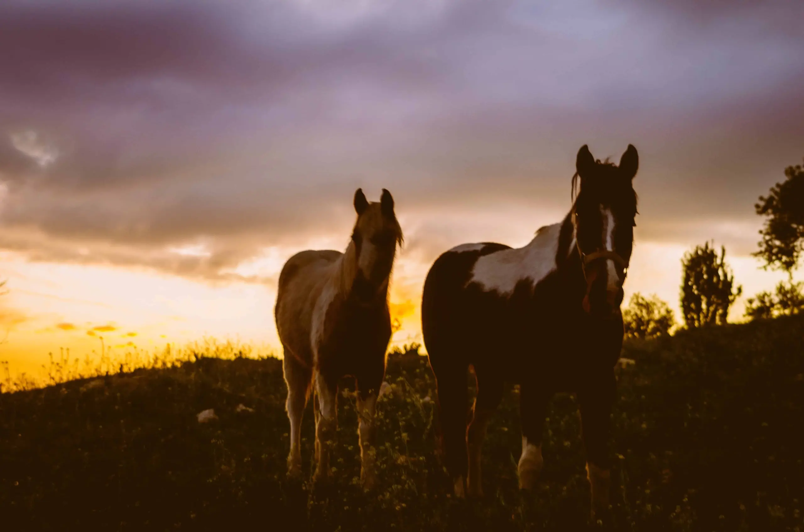 Two horses standing on a grassy hill at sunset, silhouetted against a colorful sky with clouds.