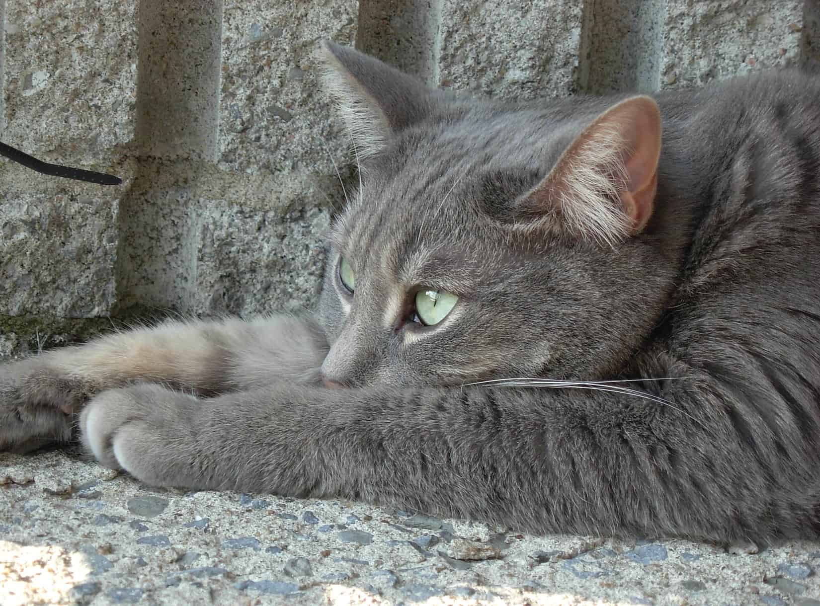 A grey cat with green eyes lies on the ground, resting its head on its front paws and looking off to the side. The background is a textured, grey stone wall.