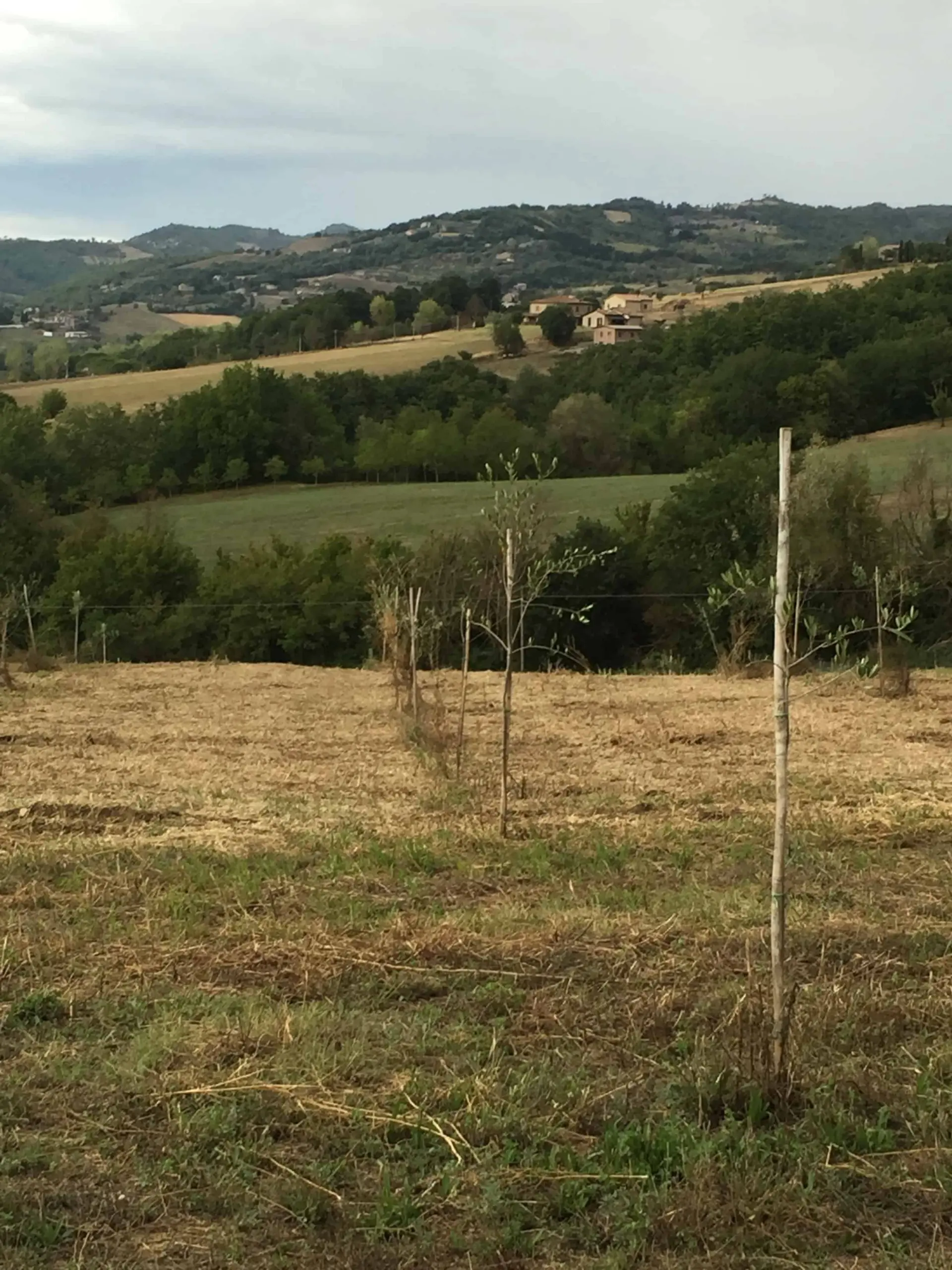 A rural landscape with young trees staked in a dry, grassy field, rolling green hills, dense forests, and scattered houses in the background under a cloudy sky.
