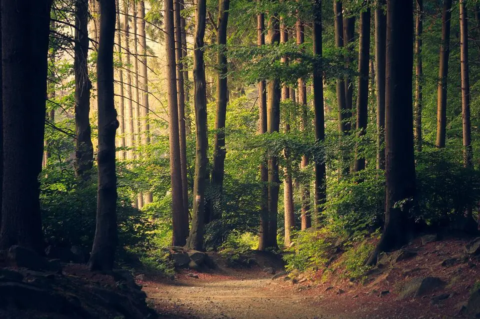 A sunlit forest with tall, slender trees and green foliage. A dirt path winds through the trees, with sunlight filtering through the leaves, creating a peaceful and inviting atmosphere.