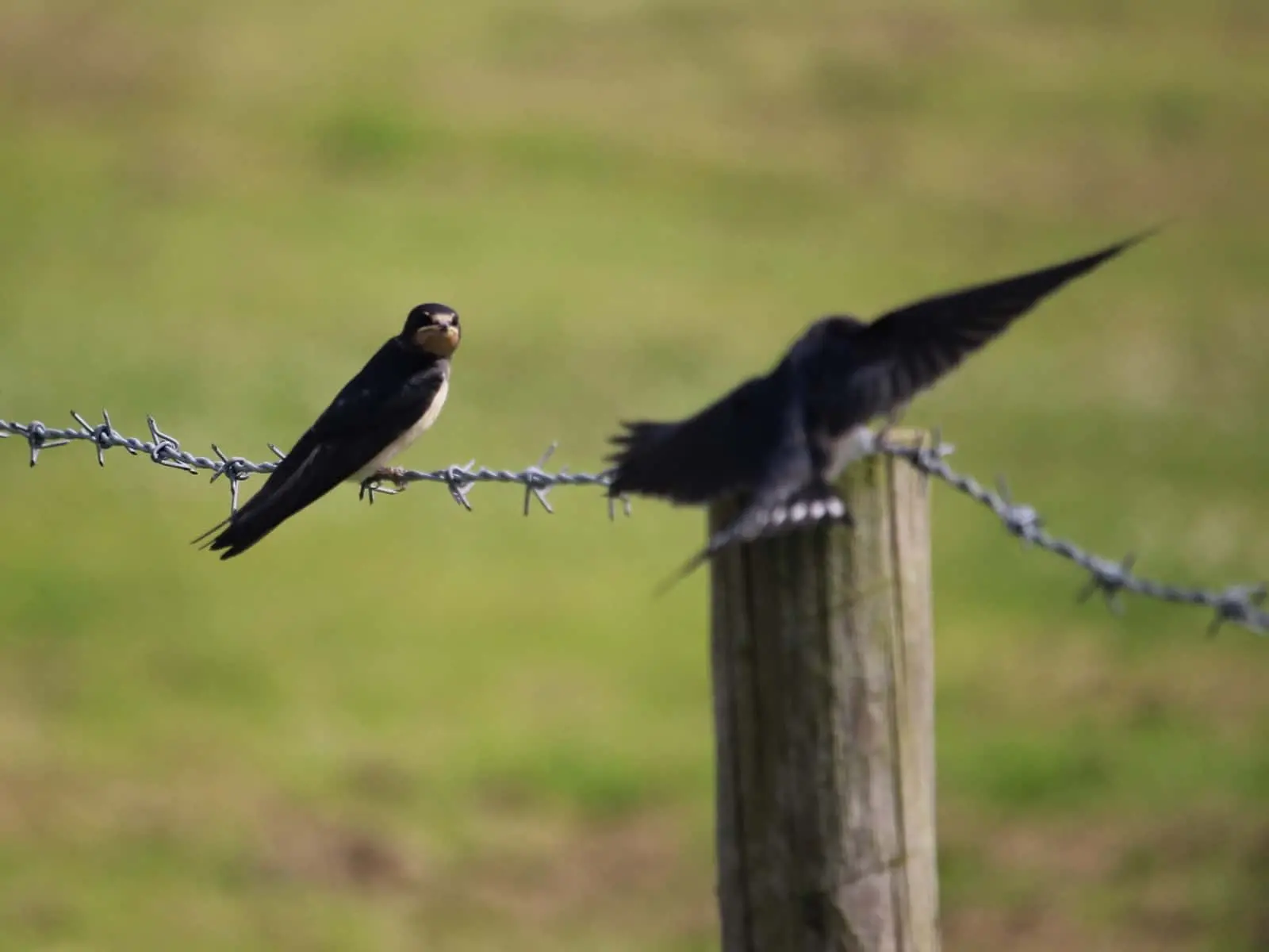 Two swallows are perched on a barbed wire fence; one faces the camera while the other is in mid-flight, wings spread, with a blurred green background.