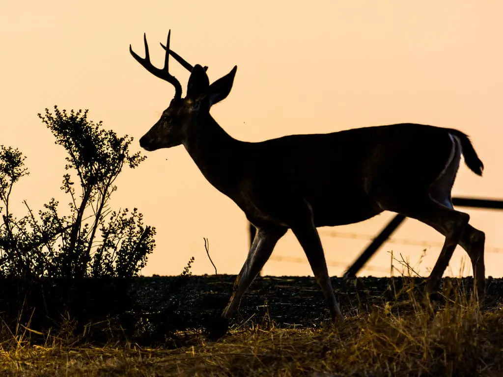 A silhouette of a deer with antlers walking across dry grass at sunset, with a bush in the foreground and a pale orange sky in the background.