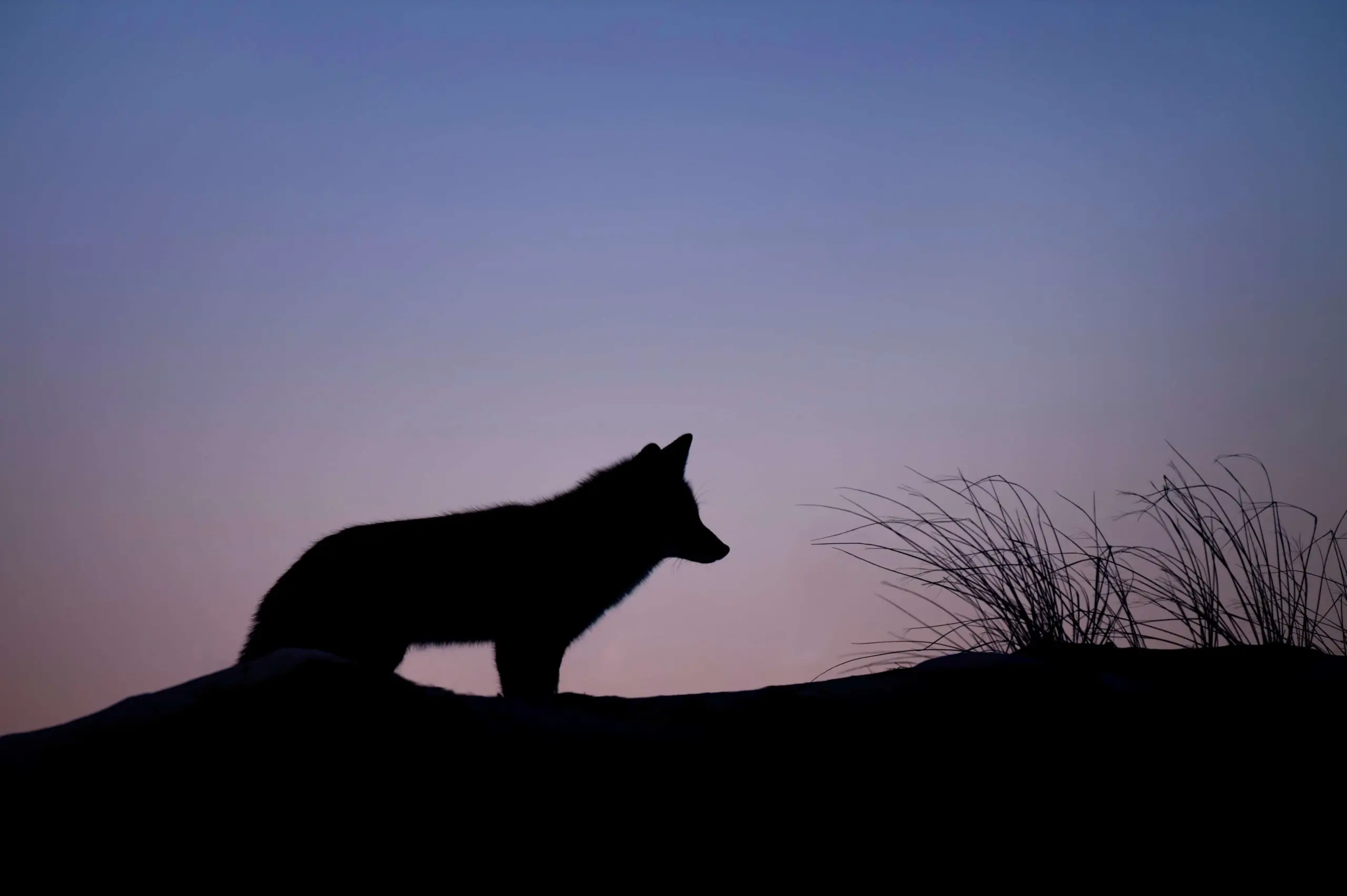 A silhouette of a fox stands on a hill at sunset, with soft purple and blue hues in the sky and a patch of grass nearby.