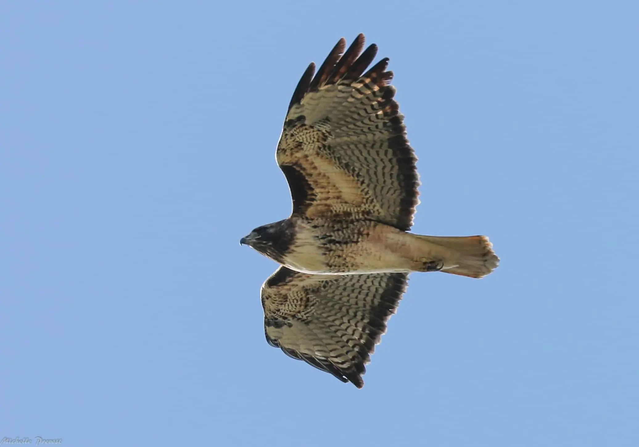 A hawk soars in a clear blue sky with its wings fully spread, showing mottled brown and white feathers and a rusty red tail.