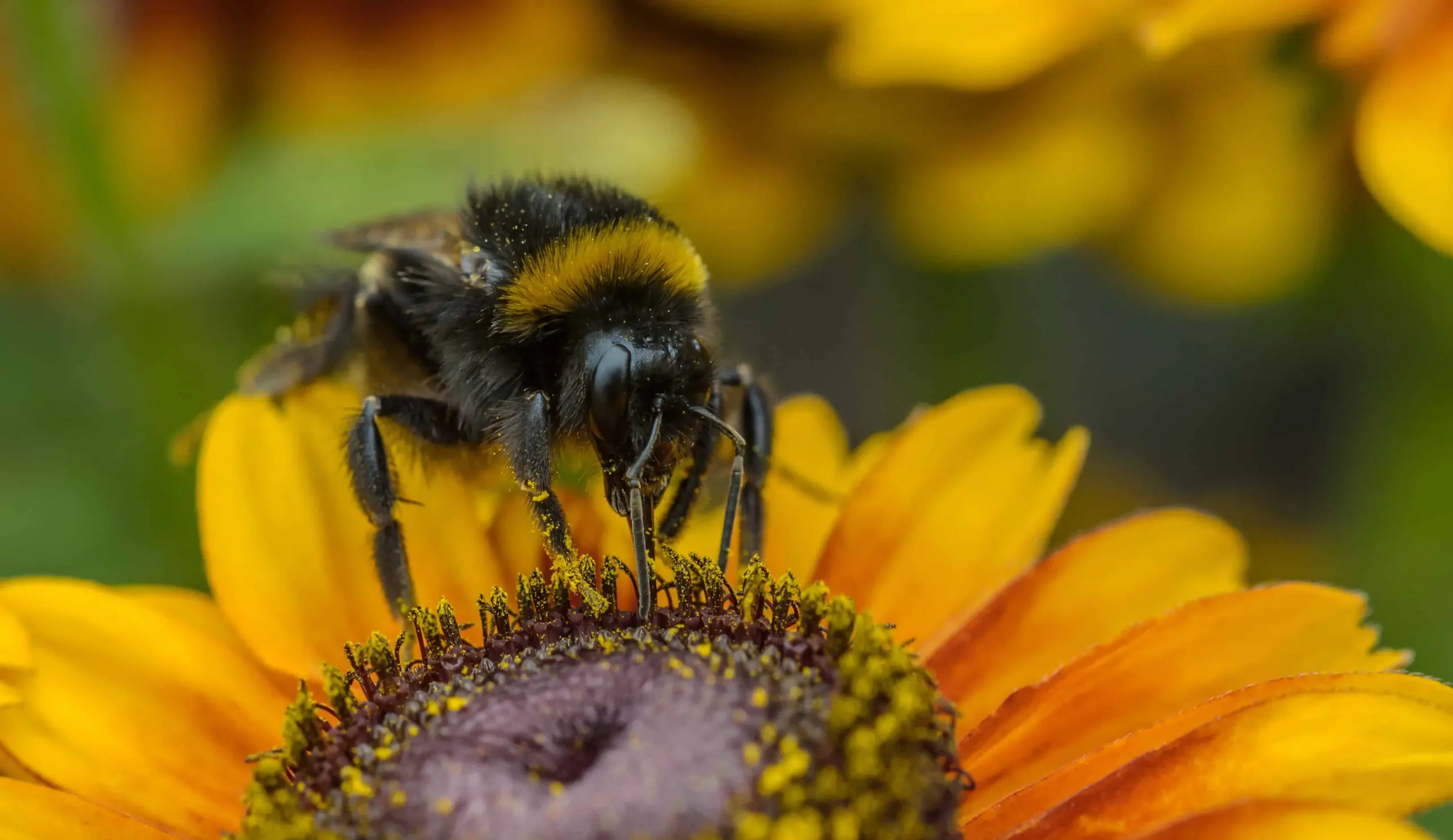 A close-up of a bumblebee collecting pollen from the center of a bright yellow and orange flower, as if engaged in glossolalia—nature's own ecstatic language—amid blurred petals and foliage in the background.