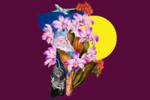 A colorful collage dreaming out loud, with pink orchids in the foreground, a black-and-white zebra, an airplane soaring above, abstract shapes, and a bright yellow sun-like circle set against a dark burgundy background.