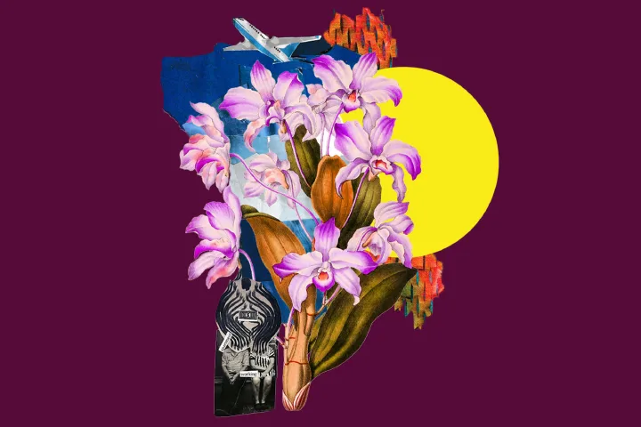 A colorful collage dreaming out loud, with pink orchids in the foreground, a black-and-white zebra, an airplane soaring above, abstract shapes, and a bright yellow sun-like circle set against a dark burgundy background.